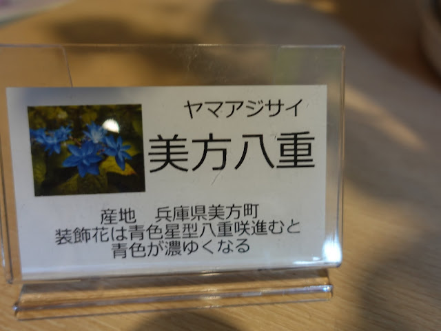 鳥取県西伯郡南部町鶴田　とっとり花回廊　ヤマアジサイ(山紫陽花)