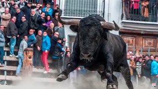 Toros para fondo de pantalla 1920x1080,fondos de pantalla de toros bravos,fondos de pantalla de caballos