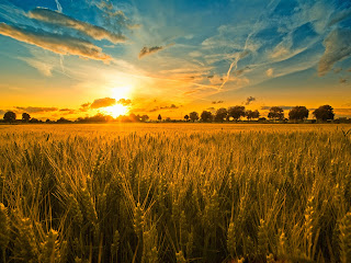 Fields HD Wallpapers sunset