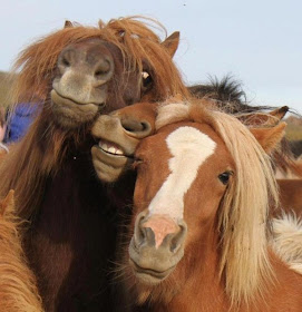 funny animals, three horses posing for camera
