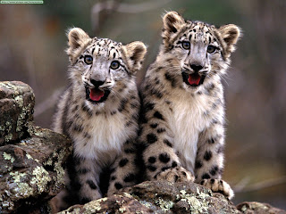 snow leopard little wallpaper wild animal panthera uncia pets