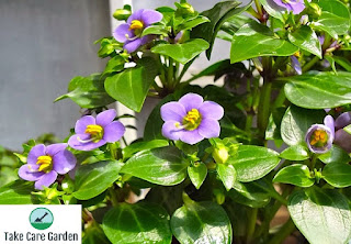 A Beleza e os Benefícios do Cultivo de Violeta-persa Exacum affine
