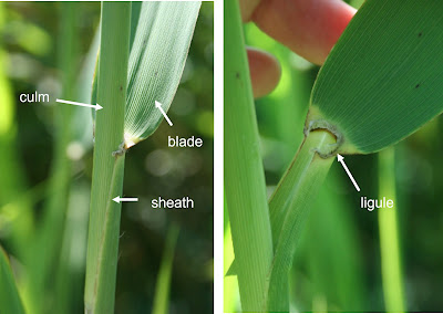 A panel of two photos labeling the culm, blade, sheath and ligule.