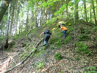 grzyby 2019, grzyby w czerwcu, borowiki ceglastopore, maślaki żółte, podgrzybek brunatny, łuszczak zmienny, śluzowce, murszak rdzawy