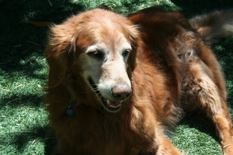 a dark red golden retriever with very white face, smiling and laying on the grass