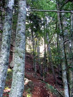 Prvi sončni žarki