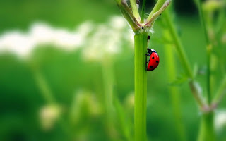 red cricket