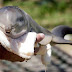 Adorable Newborn Baby Dolphin