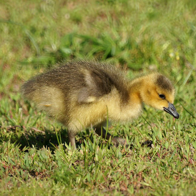 Gosling