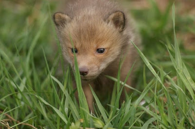 Rare Pets Seen On www.coolpicturegallery.us