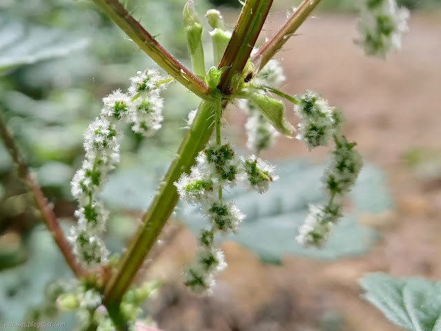 white puffs dangling