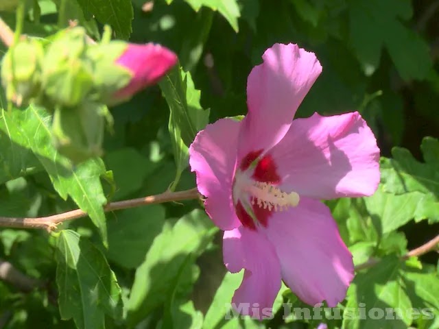 Propiedades medicinales del hibisco