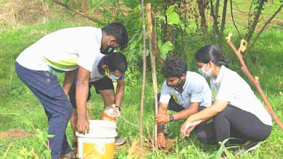 Importance Of Tree Plantation Composition