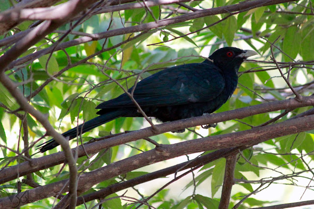 Asian koel male