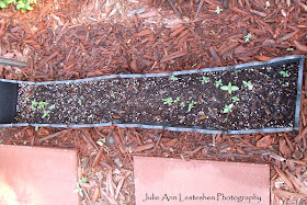 Tropical Milkweed Seedlings Emerging on June 3, 2019