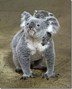 koala2