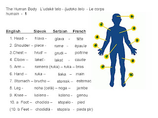 Body parts in Serbian