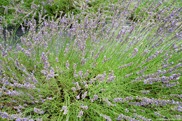 Granja de Lavanda en New Hampshire