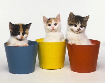 [cats+in+pots.jpg]