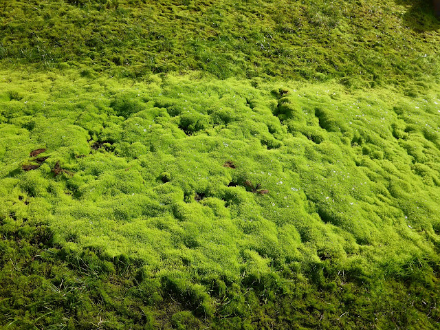 plateau du Fljotsdalsheioi Islande