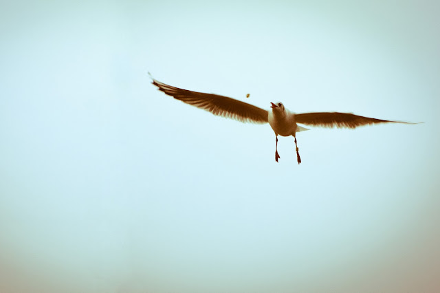 ave en el cielo, fotografía por Carlos Gutiérrez