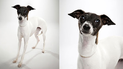 Italian Greyhound Dog Picture