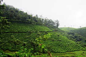 hilly tea gardens in Kerala