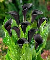 Interesting facts about Calla Lilies 