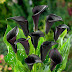 Interesting facts about Calla Lilies 