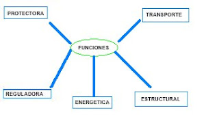 Funciones lípidos