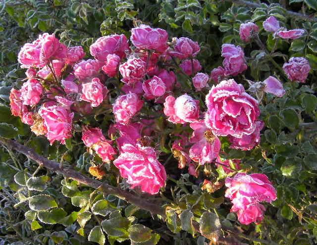 Los cuidados de las rosas en otoño