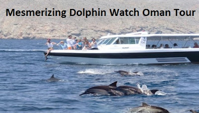 Dolphin watch Oman