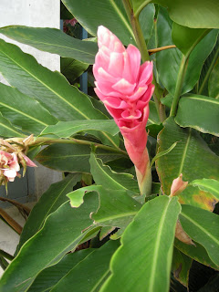 Pink ginger