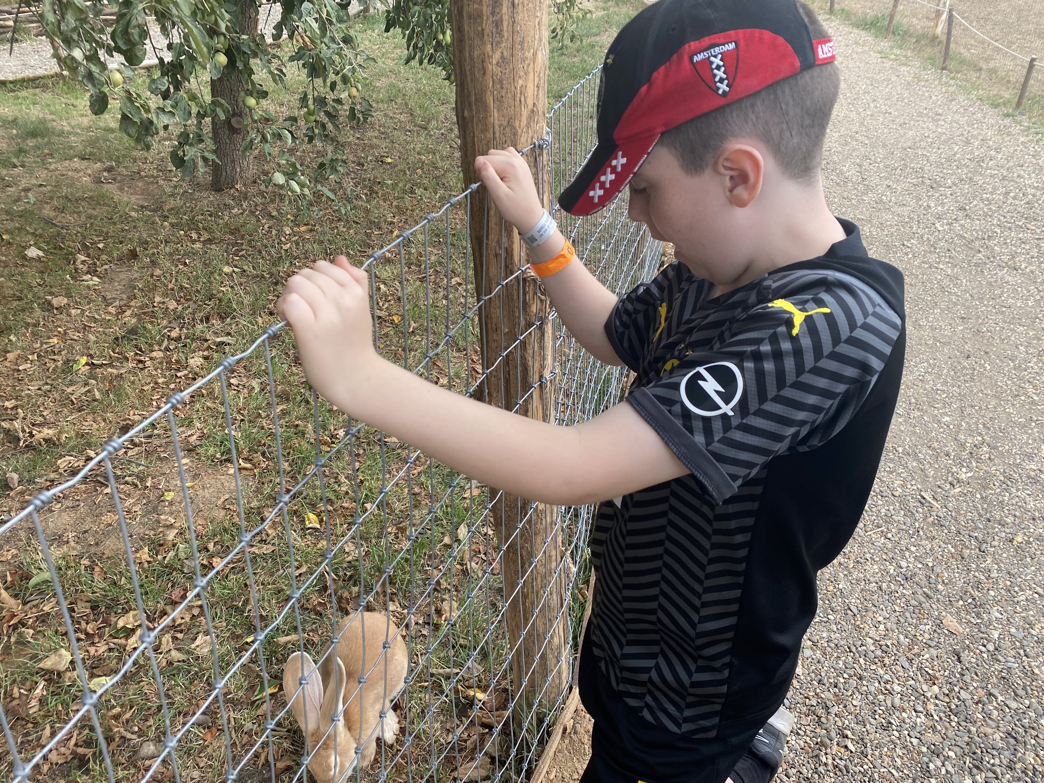 boy looking at a rabbit on a farm