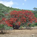 View album