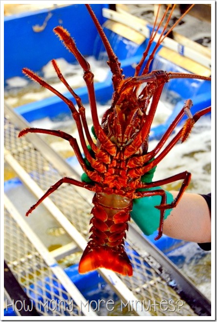 The Lobster Shack in Cervantes | How Many More Minutes?