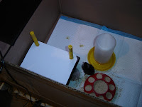 Basic Brooder Setup for new chicks