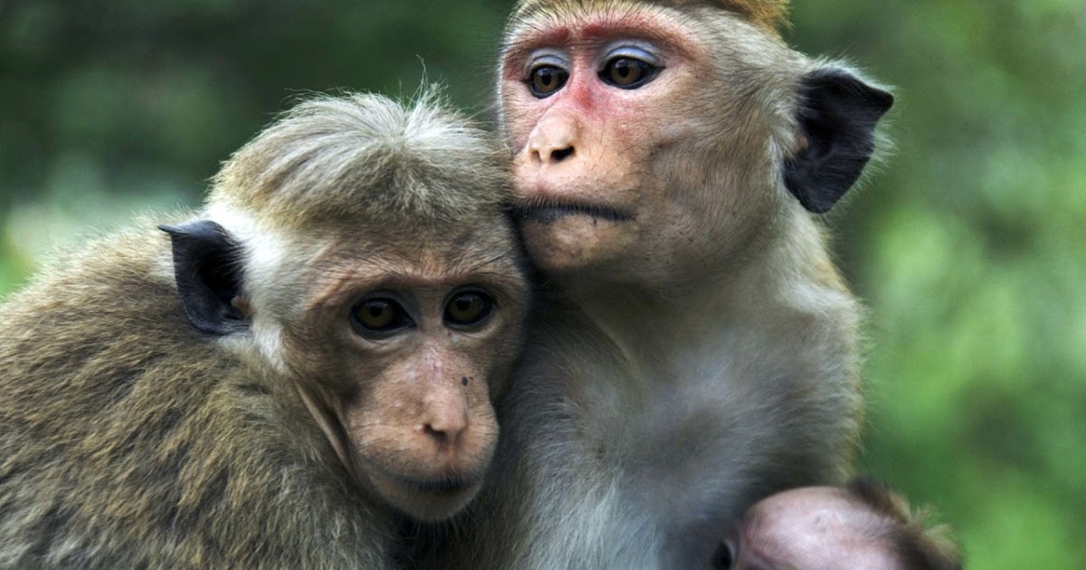 Foto Monyet Kecil Lucu Berdua Gambar Ngetrend dan VIRAL