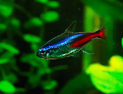 Ikan Neon Tetra