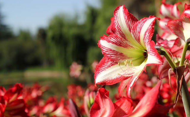 Amaryllis Flowers Pictures