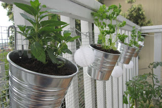 Tạo vườn rau sạch trên ban công nhà bạn