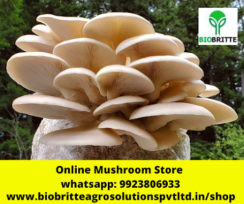 Mushroom Farming in Sangli |  Mushroom Training in Sangli