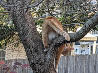 ginger cat in dogwood tree