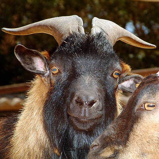 Disturbingly Soulless Goat Eyes