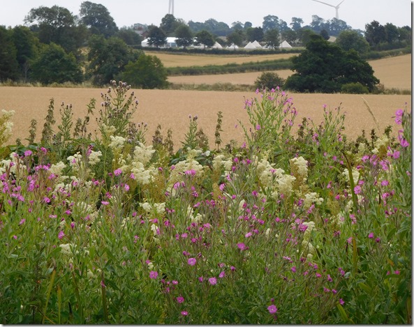 2 abundant and perfumed meadowsweet