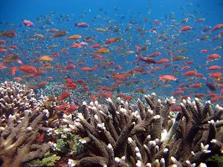 Wakatobi Sulawesi Tenggara Indonesia - Ardiz Tarakan Borneo