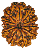 Twelve Faced Rudraksha Bead