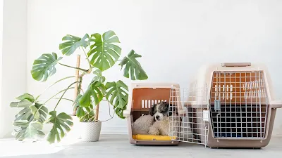 Airline Approved Pet Carriers | 20 key points to remember