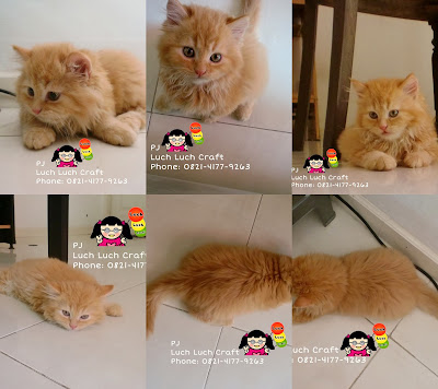 The Story of My Cats: Jual - Beli Kucing Persia Anggora 