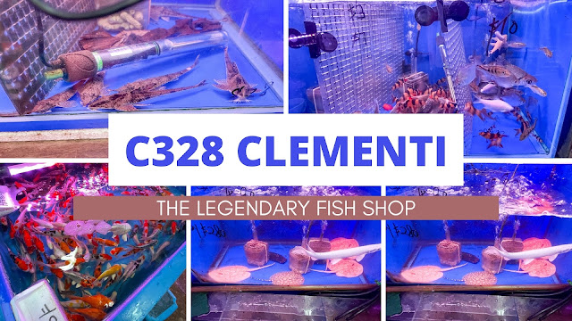 C328-Clementi Florist & Aquarium Review : The Legendary Fish shop in Singapore